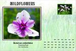 Vignette de fantaisie, Wildflowers, Flowering Rush
